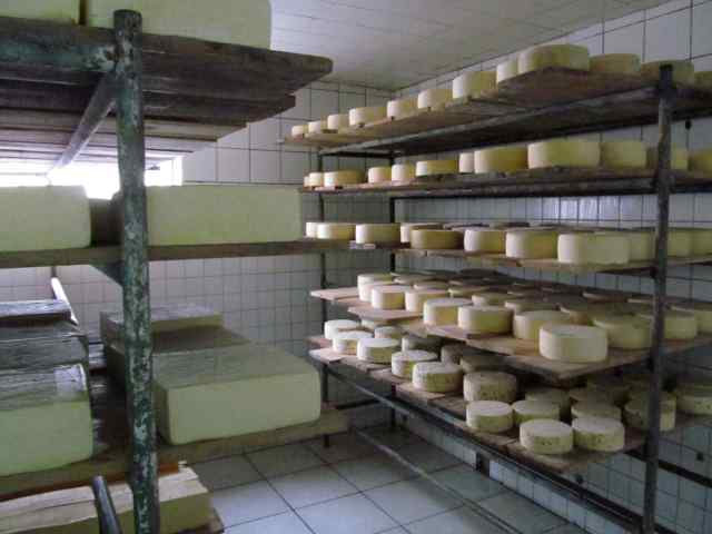 Assorted cheese in aging room in Salinas.