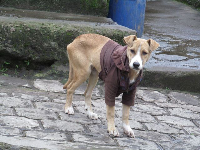 A Salinas dog dressed for the chilly weather.