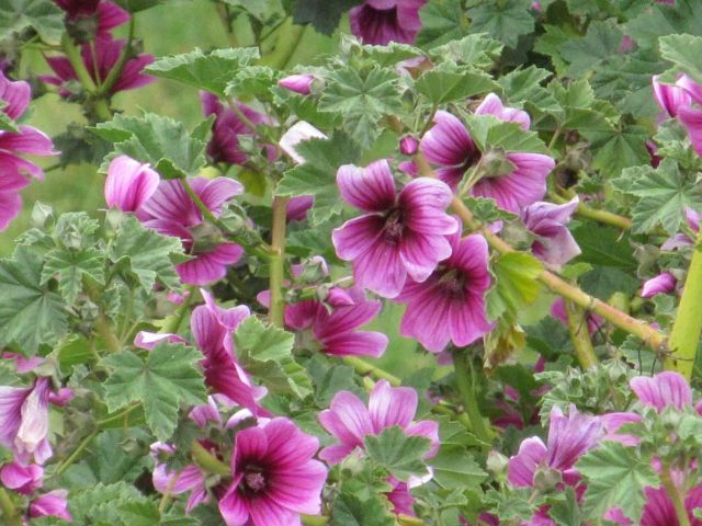 Lavatera (Malva family) flowers in Salinas. This is one of two cultivated species of mallows that flourish here despite the elevation.
