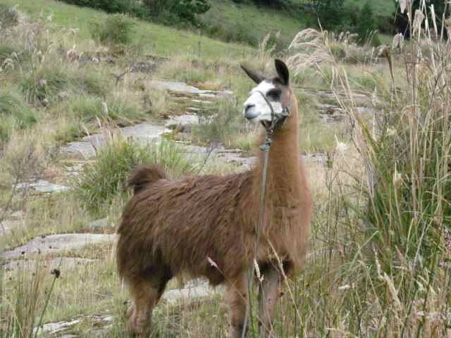 A llama grazing at the edge of the Salinas saltworks.
