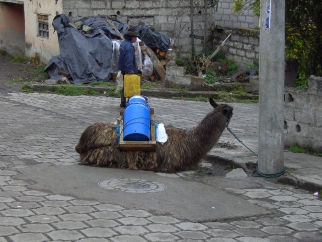 A llama which transports milk to the Salinas cheese factory.