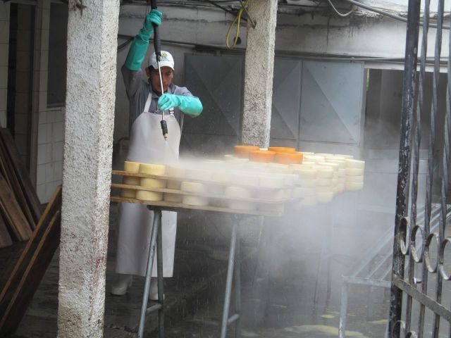 Washing the salt from the aged cheeses at Salinas.